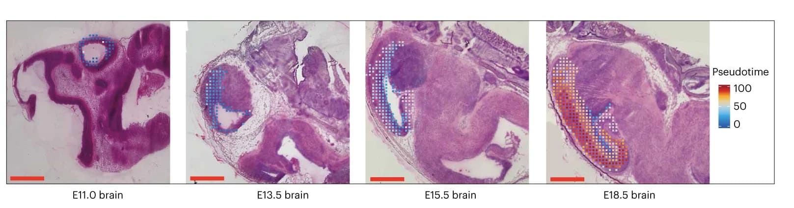Open access visualization of Microscopy, Heatmap, Spatial Mapping, Corticogenesis, Trajectory