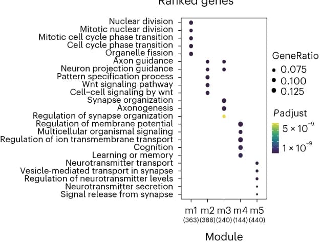 Open access visualization of Bubble Plot, GO Enrichment, Module Gene, GO Terms