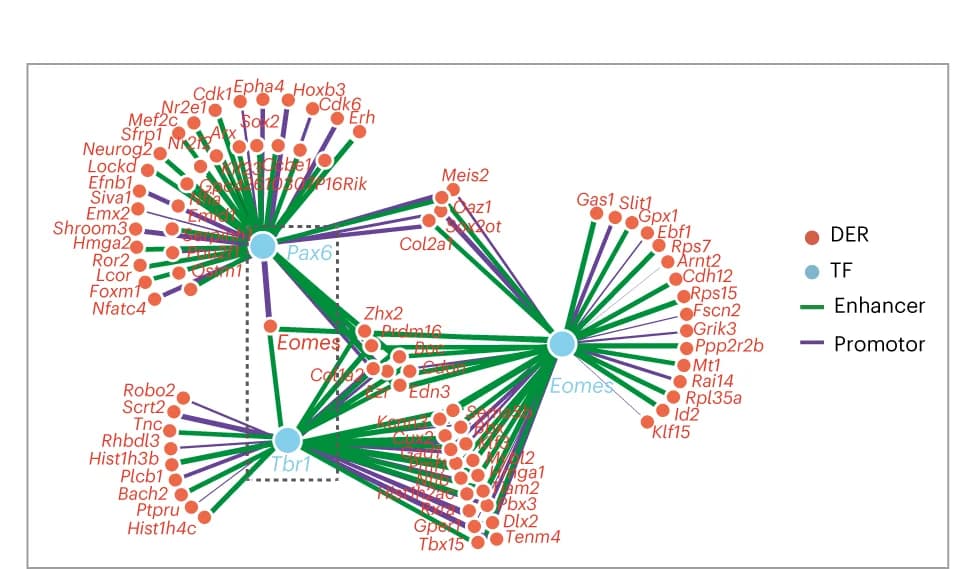 Open access visualization of Network, Pathway, Spatial Mapping, DER Accessibility Score, Gene Scores