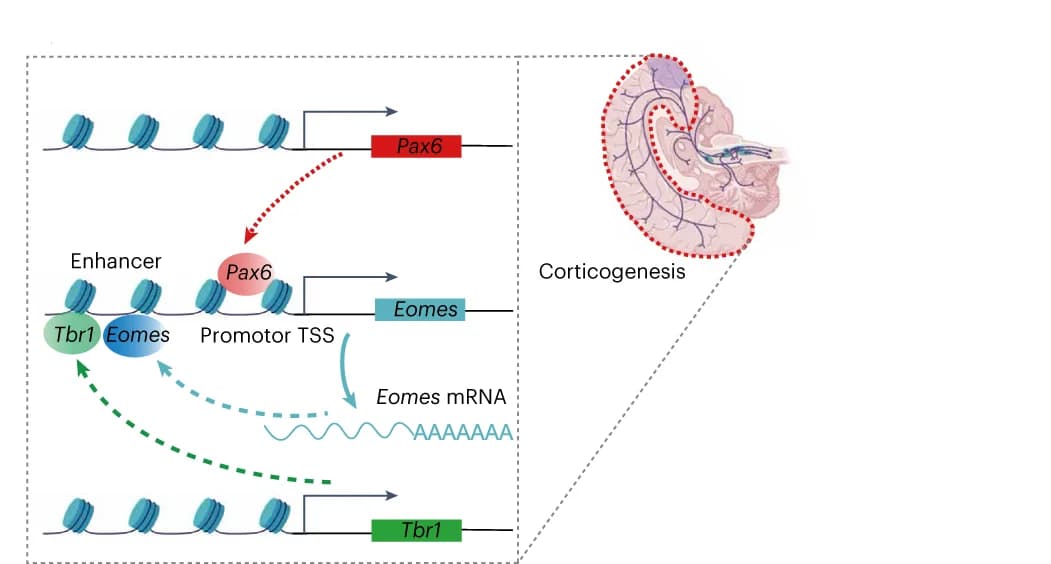 Open access visualization of Workflow, Illustration, Schematic, Regulatory Relationship, Pax6