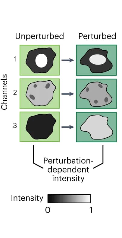 Open access visualization of Illustration, Channel Intensity, Perturbation