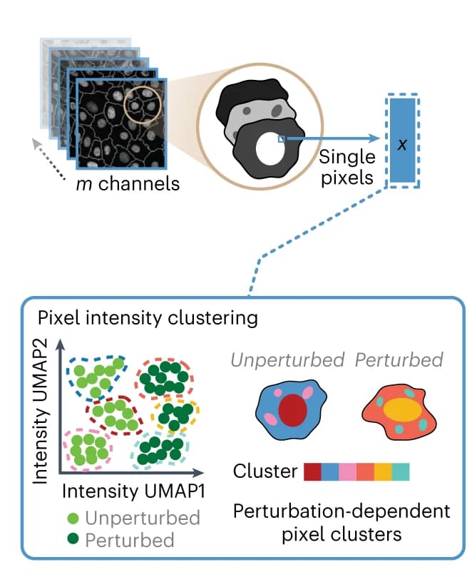 Open access visualization of UMAP, Scatter Plot, Microscopy, Pixel Clustering, Experimental Conditions