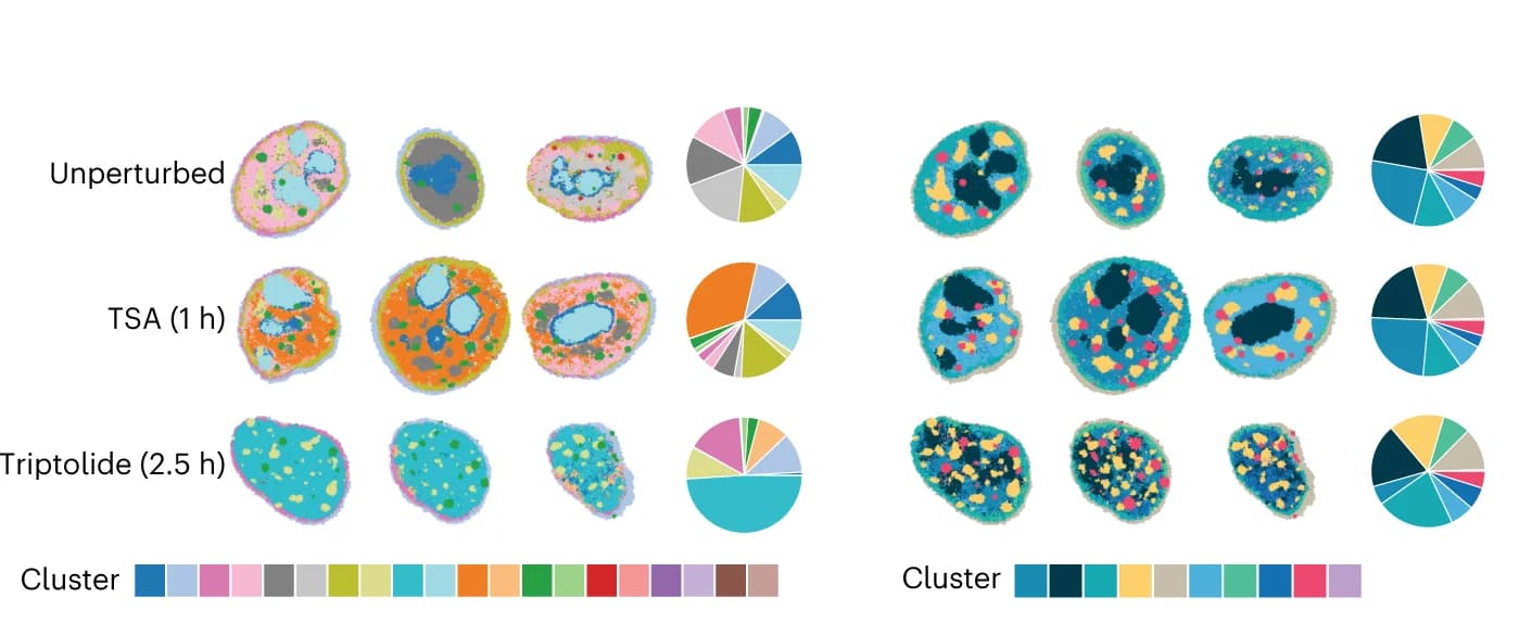 Open access visualization of Microscopy, Pie Chart, Cells, Perturbation, Clusters