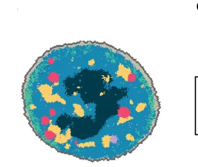 Open access visualization of Illustration, Nucleus, Spatial Distribution, CSLs