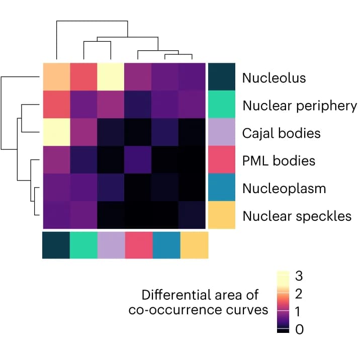 Open access visualization of Heatmap, Clustered, Pairwise spatial co-occurrences, CSLs, CX5461-treated cells