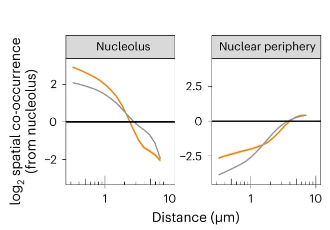 Open access visualization of Line Plot, Spatial co-occurrence, Nucleolus, Nuclear periphery, CX5461-treated cells