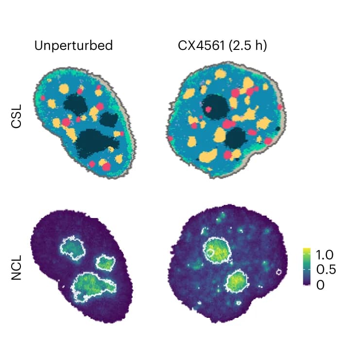 Open access visualization of Microscopy, CX5461-treated cells, Unperturbed cells, CSL, Nucleolin