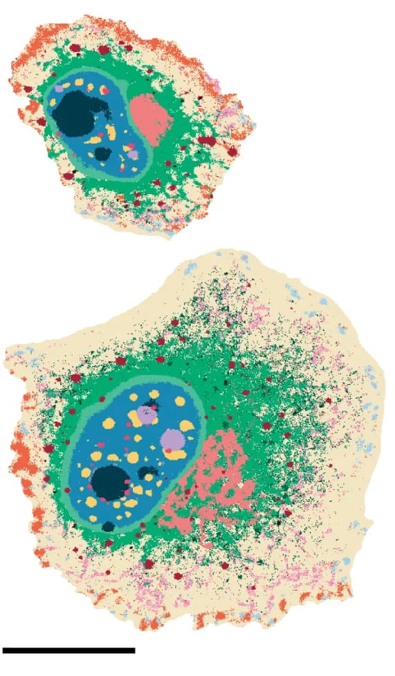Open access visualization of Illustration, CSLs, CAMPA, 4i data, HeLa cells