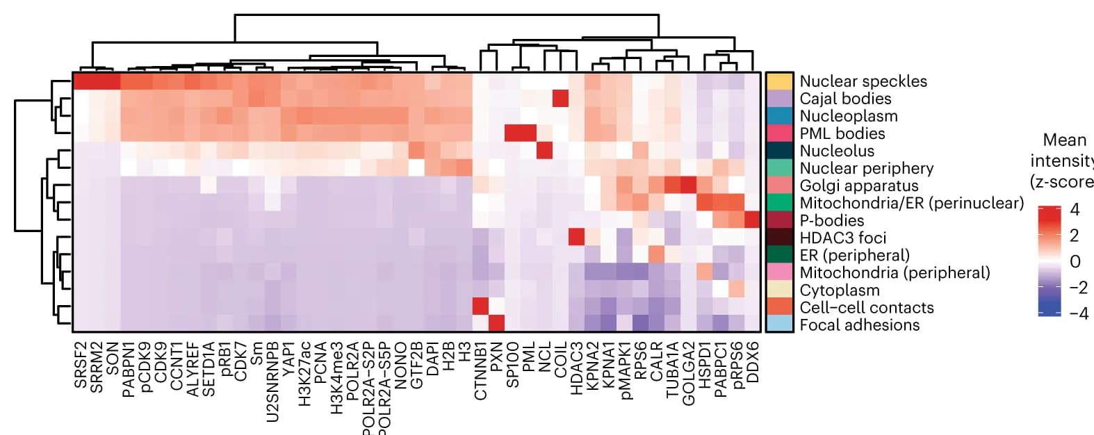 Open access visualization of Heatmap, Clustered, Mean intensity, Channel, CSLs