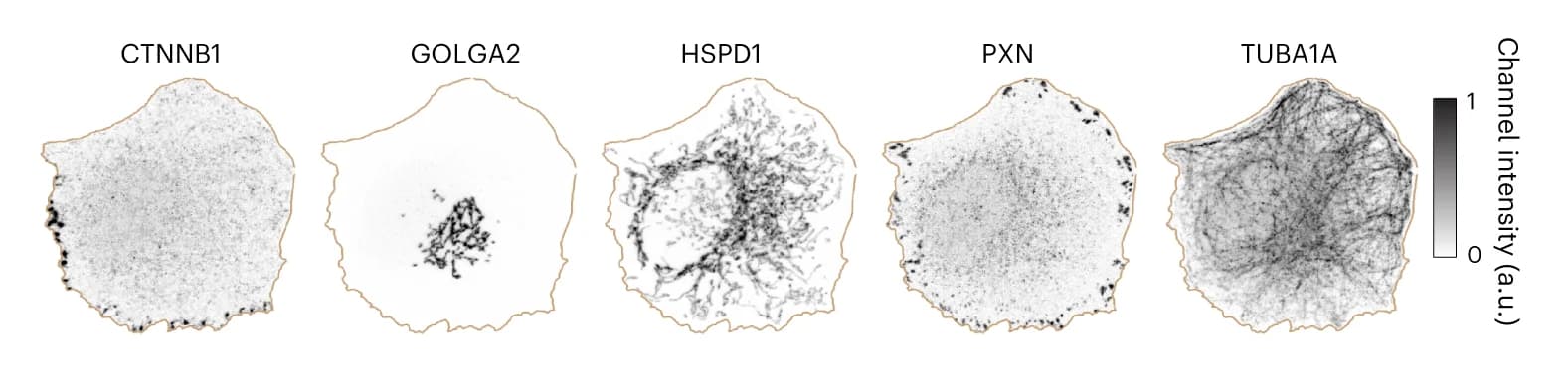 Open access visualization of Microscopy, 4i images, SBF2 knockdown, CSLs