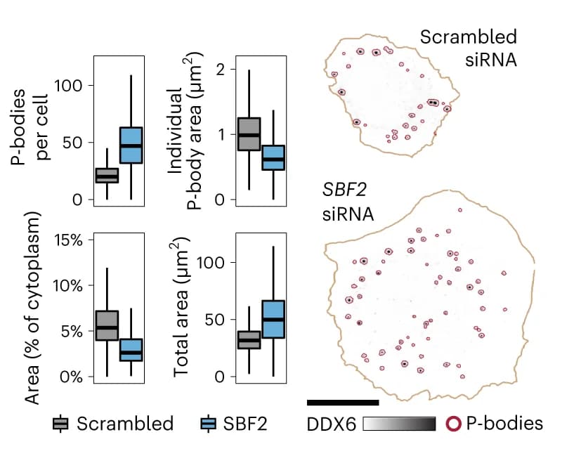 Open access visualization of Box Plot, Microscopy, DDX6, P-bodies, Cajal bodies