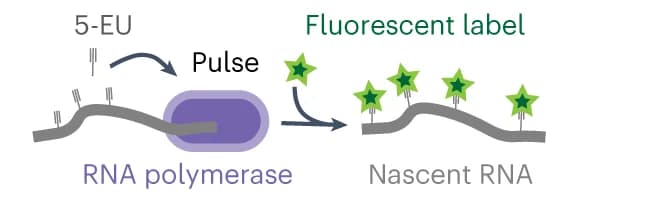 Open access visualization of Workflow, Illustration, RNA, Metabolic Pulse Labeling, 5-EU