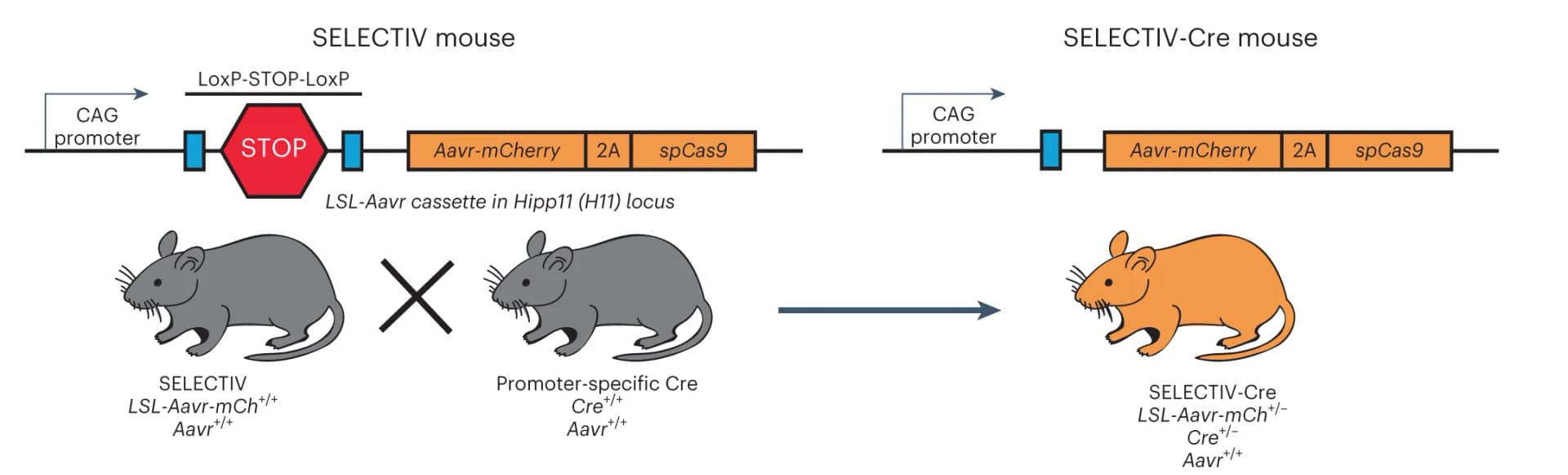 Open access visualization of Workflow, Illustration, SELECTIV Mice, Cre-mediated overexpression, AAV receptor