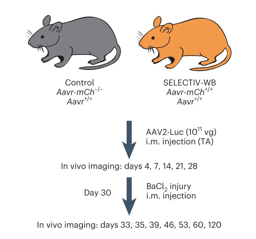 Open access visualization of Workflow, Illustration, In vivo transduction, Control mice, SELECTIV-WB mice
