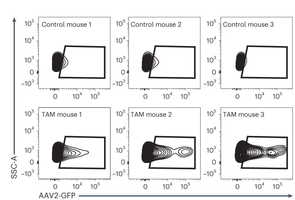 Open access visualization of Scatter Plot, Density Plot, SELECTIV-Pax7 CE Mice, AAVR Overexpression, MuSCs