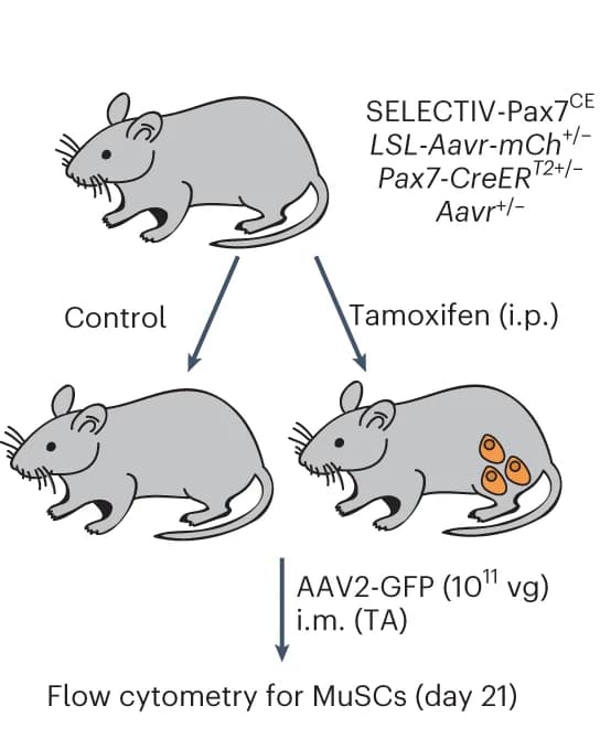 Open access visualization of Workflow, In vivo Transduction, MuSCs, AAV2-GFP, SELECTIV-Pax7 CE Mice