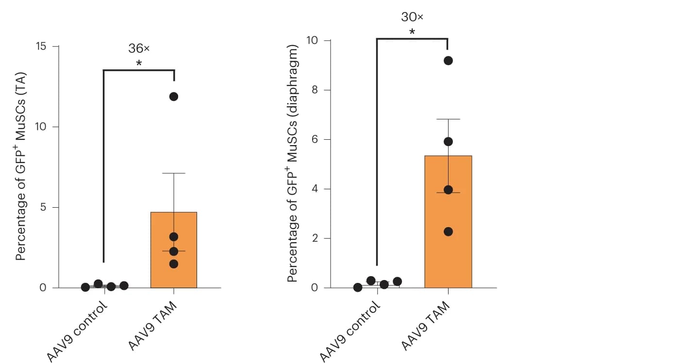 Open access visualization of Bar Plot, Error Bars, Scatter Plot, MuSCs, TA Muscle