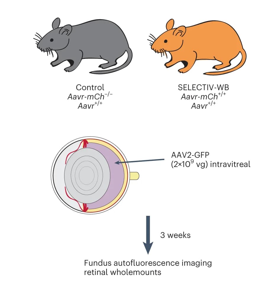 Open access visualization of Illustration, Workflow, Mice, Retinal Transduction, Fundus Autofluorescence Imaging