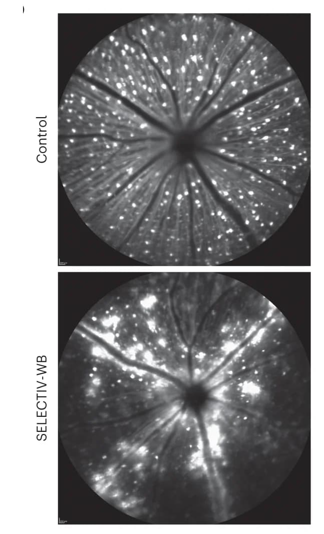 Open access visualization of Microscopy, Fundus Photographs, GFP Expression, Retina, Mice