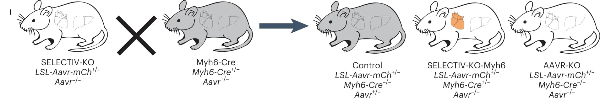 Open access visualization of Workflow, Illustration, SELECTIV-KO Mice, Myh6-Cre Mice, AAVR KO Background