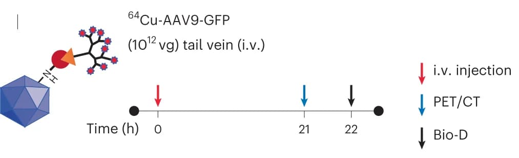 Open access visualization of Workflow, Illustration, AAVR Levels, Control Mice, AAVR-KO Mice