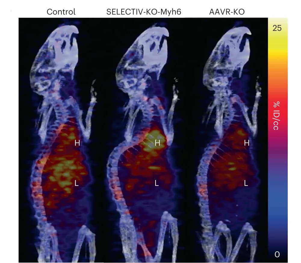 Open access visualization of Microscopy, PET, Particle Circulation, PET/CT Images, Control Mice