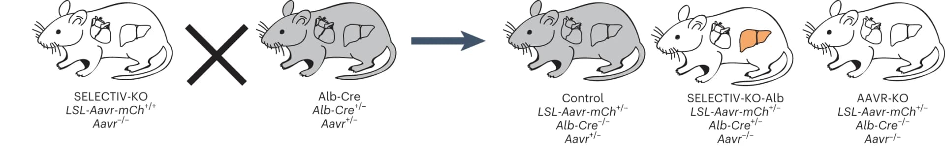 Open access visualization of Workflow, Illustration, SELECTIV-KO mice, Alb-Cre mice, AAVR overexpression