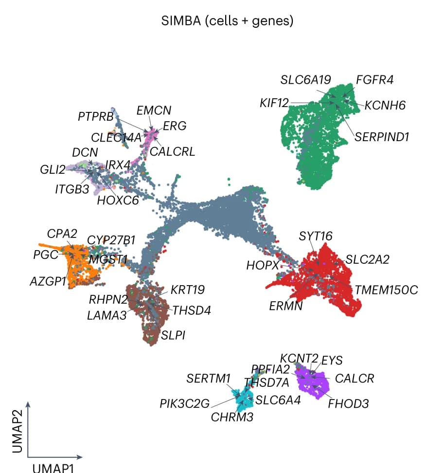 Open access visualization of UMAP, SIMBA, Cells, Genes, Batch Effect