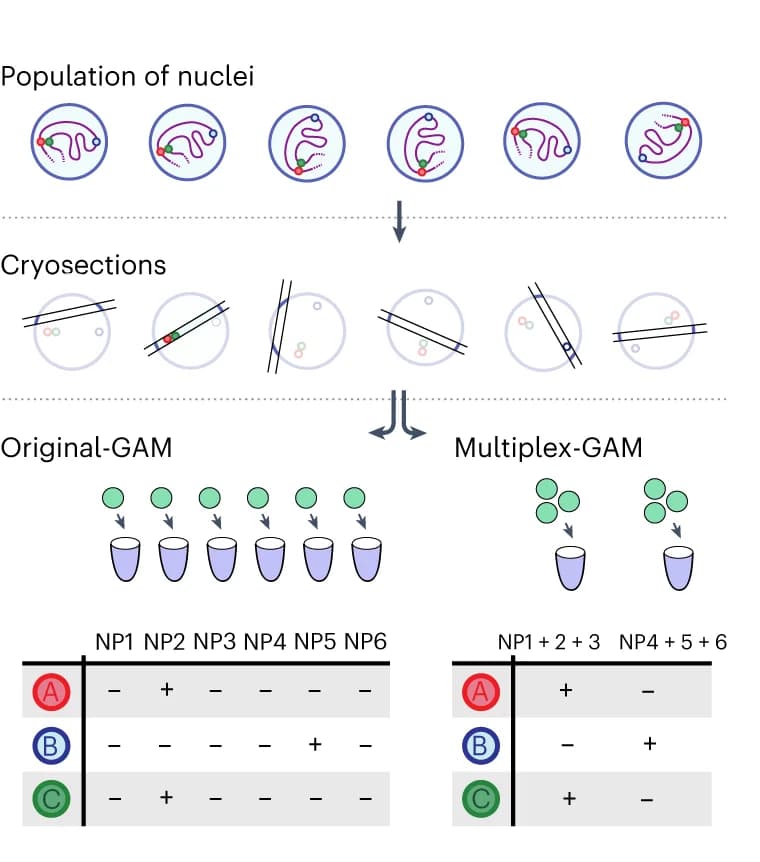 Open access visualization of Workflow, Illustration, Table Image, GAM experiment, Nuclear profiles