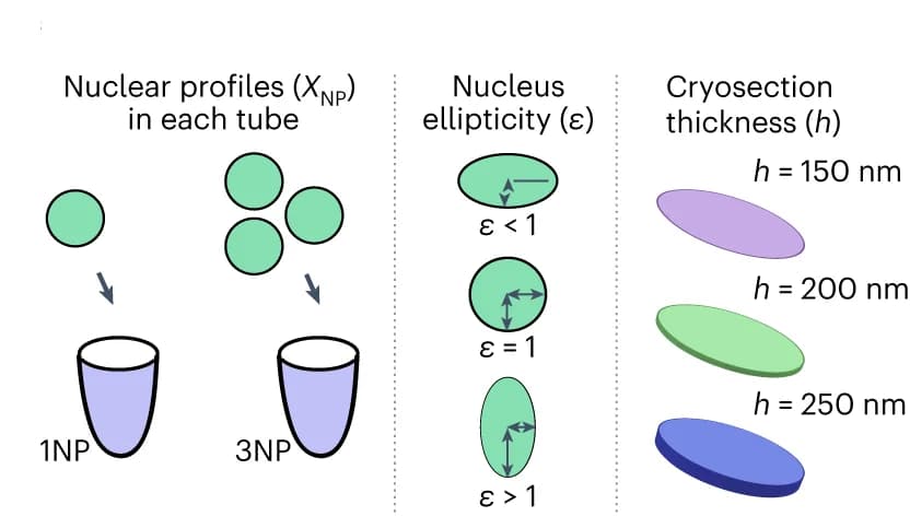 Open access visualization of Illustration, Workflow, SLICE model, Nuclear ellipticity, Nuclear profiles