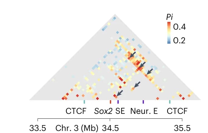 Open access visualization of Heatmap, Pairwise interactions, SLICE, Sox2 locus, Super-enhancer