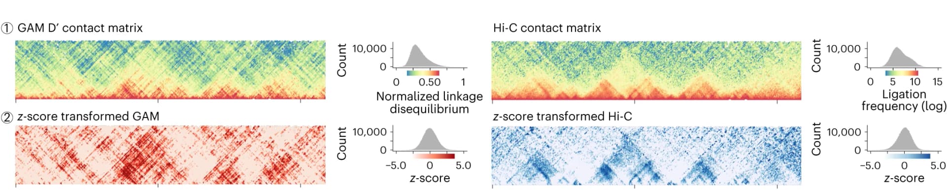 Open access visualization of Heatmap, Density Plot, GAM, Hi-C, Contact Maps