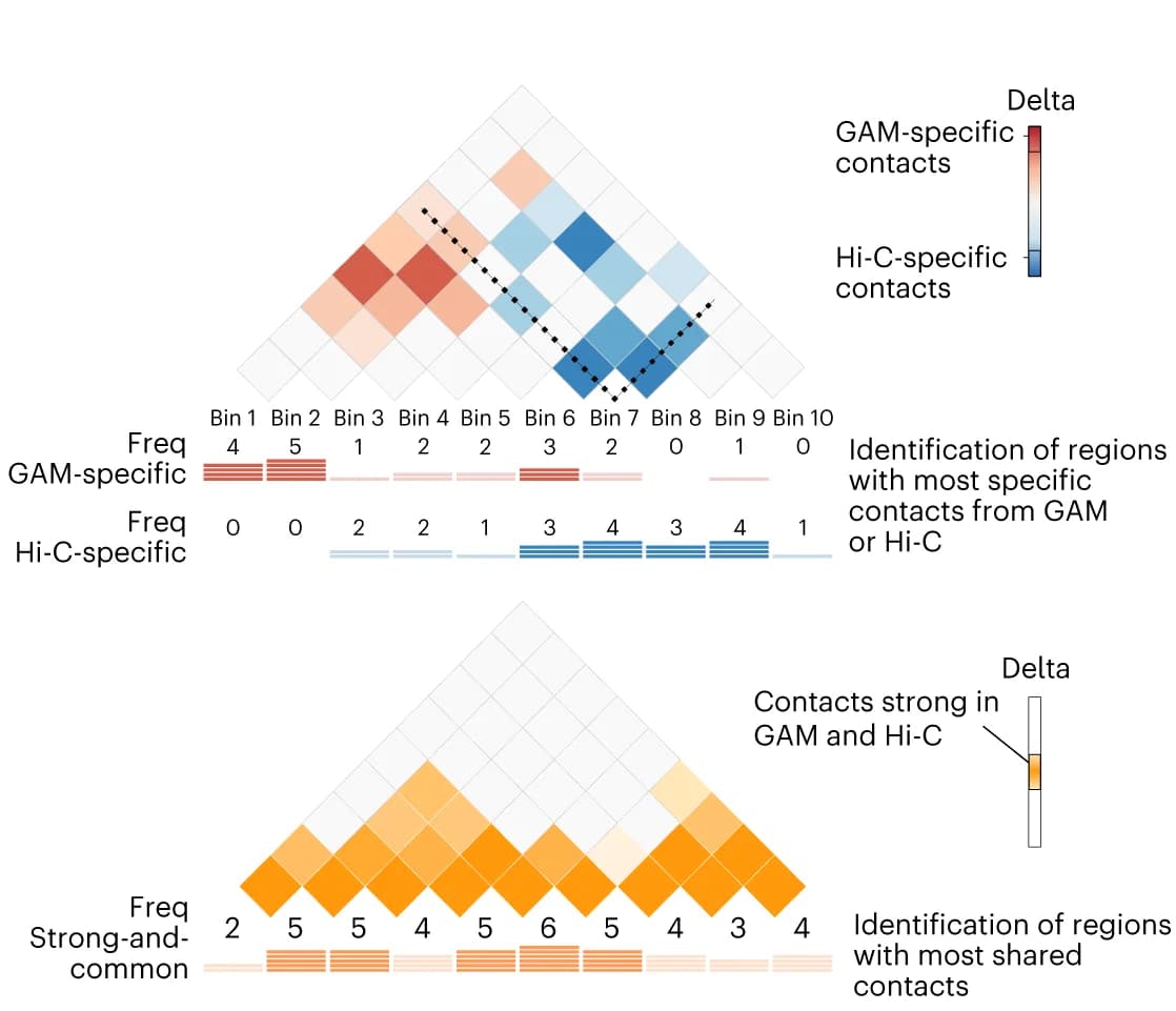 Open access visualization of Heatmap, Bar Plot, Genomic regions, GAM, Hi-C