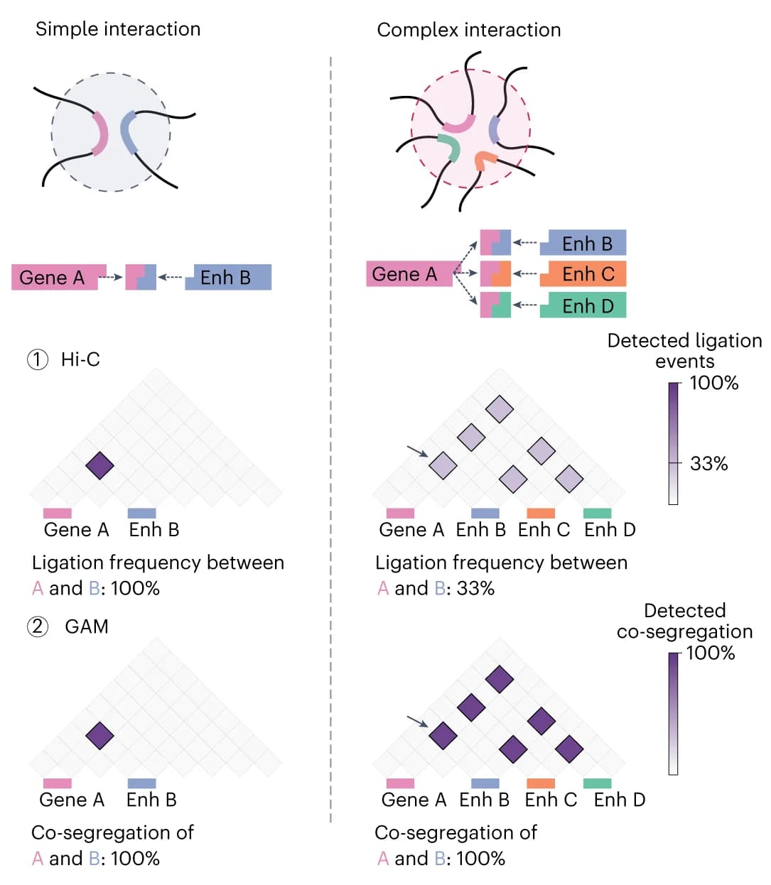 Open access visualization of Heatmap, Hi-C, GAM, Ligation, Co-segregation