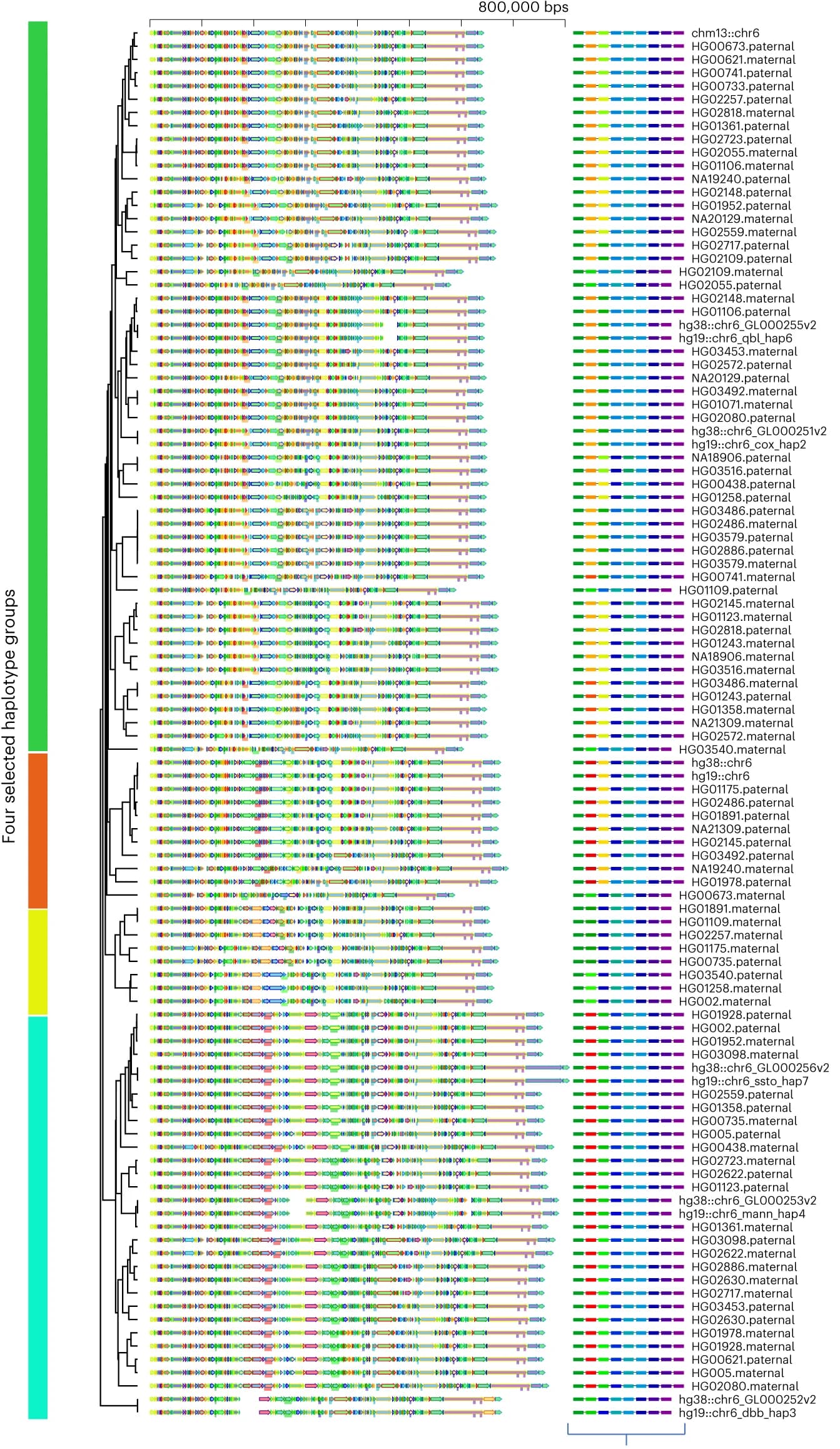 Open access visualization of Illustration, Flowchart, Workflow, HLA Class II Genes, Haplotype Sequences
