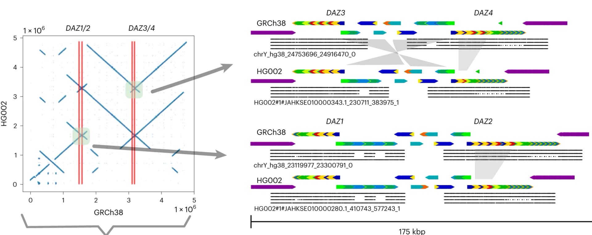 Open access visualization of Scatter Plot, Illustration, Dot Plot, HG002 Assembly, GRCh38
