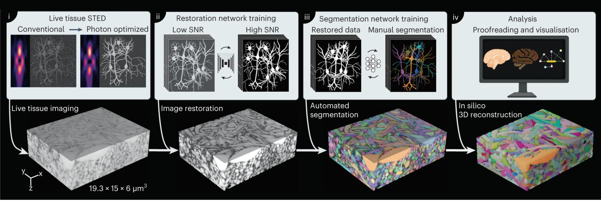 Open access visualization of Workflow, Illustration, 3D Plot, Microscopy, LIONESS Technology