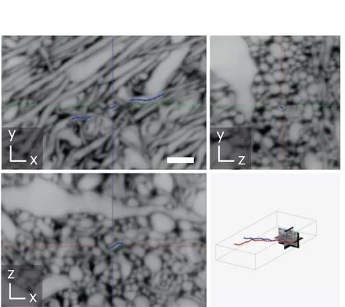 Open access visualization of Microscopy, 3D Plot, LIONESS, Hippocampal Brain Slice, Axon Tracing