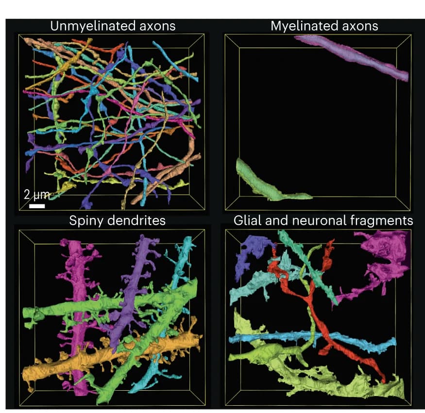 Open access visualization of 3D Plot, 3D reconstructions, Cellular structures