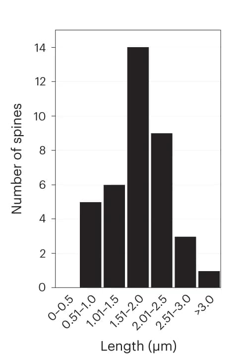 Open access visualization of Histogram, Spine lengths, Dendrite