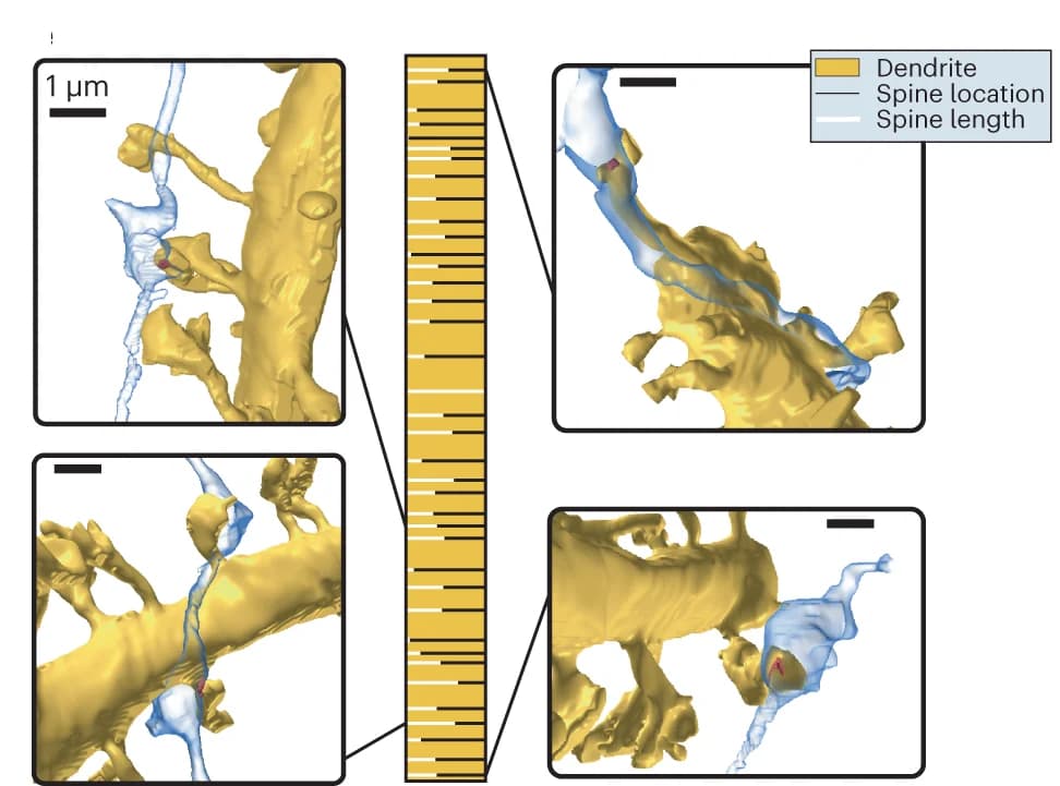 Open access visualization of 3D Plot, Protein Structure, Spine location, Spine lengths, Dendrite