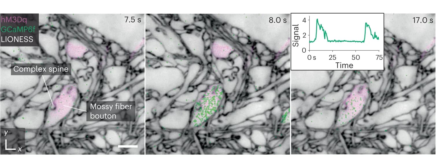 Open access visualization of Microscopy, Line Plot, LIONESS volume, Hippocampal Slice Culture, Mossy Fiber Boutons