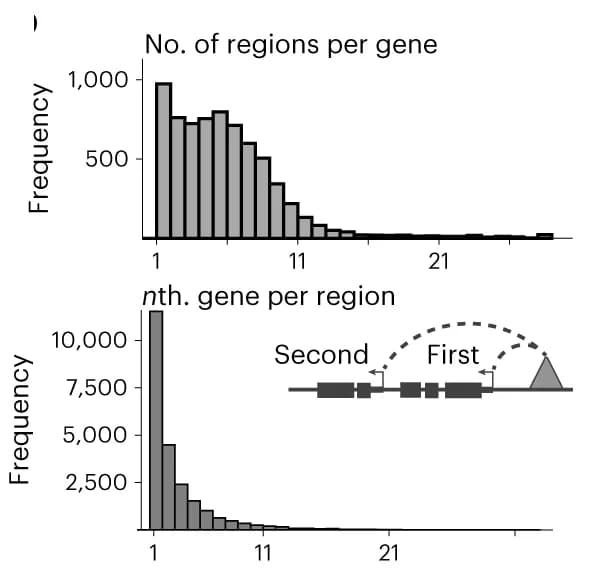 Open access visualization of Histogram, Illustration, Gene, Region, Region-to-Gene Importance Score