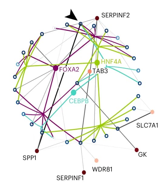 Open access visualization of Network, Pathway, Edges, FOXA2, HNF4A