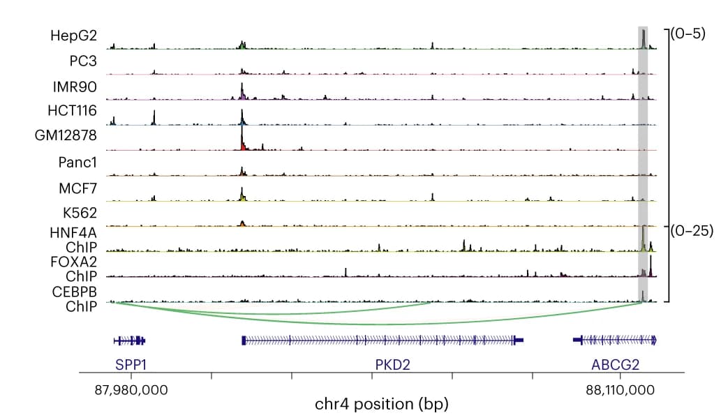 Open access visualization of Line Plot, Density Plot, Chromatin Accessibility Profiles, Cell Lines, HNF4A