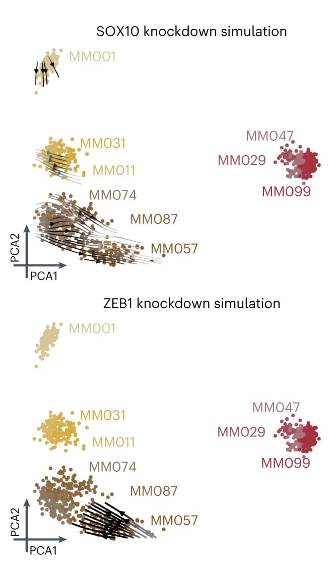 Open access visualization of Scatter Plot, PCA, SOX10 Knockdown, ZEB1 Knockdown, Simulation