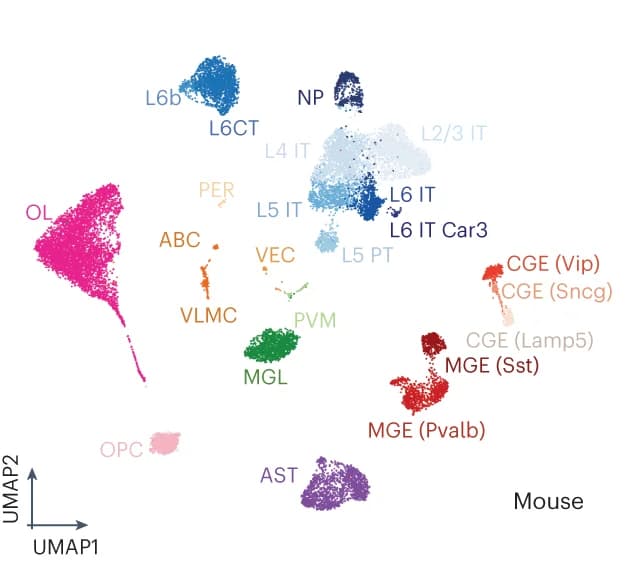 Open access visualization of UMAP, Dimensionality Reduction, Mouse Cortex Cells, Target Gene, Region Enrichment Scores