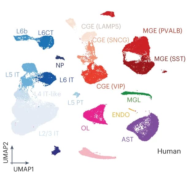 Open access visualization of UMAP, Dimensionality Reduction, Human Motor Cortex Cells, Target Gene, Region Enrichment Scores