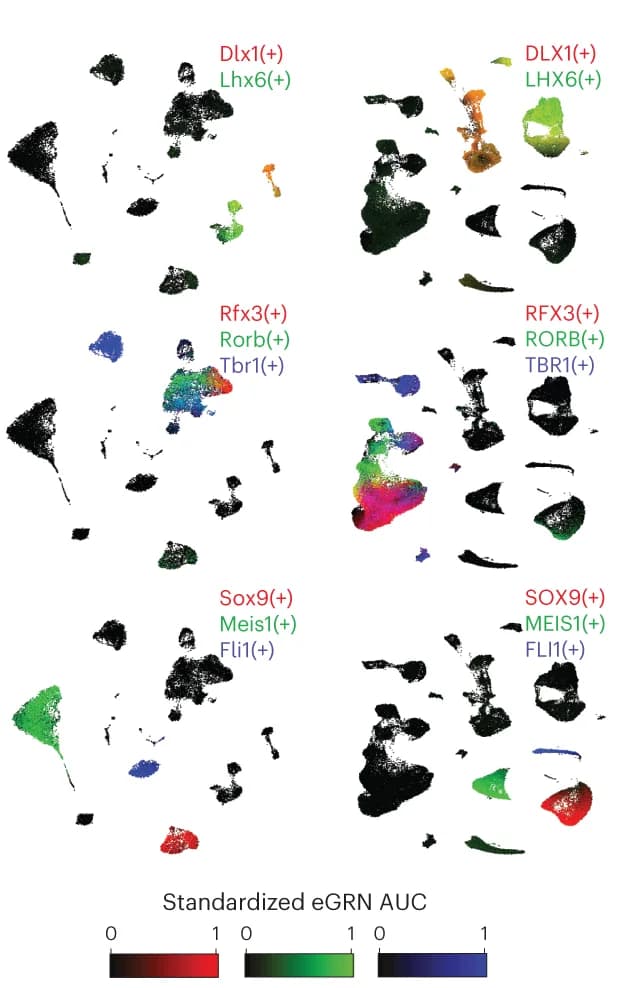 Open access visualization of UMAP, Mouse, Human, Enrichment Scores, Regulons