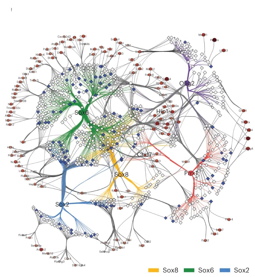 Open access visualization of Network, Pathway, Mouse, OPC eGRNs, Conserved TFs